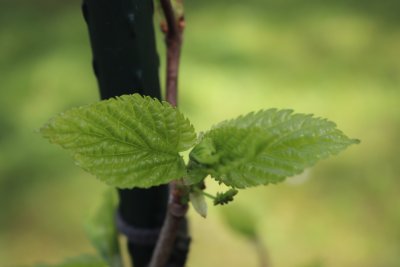 Morus latifolia 'Spirata' - moruše - jarní pučení